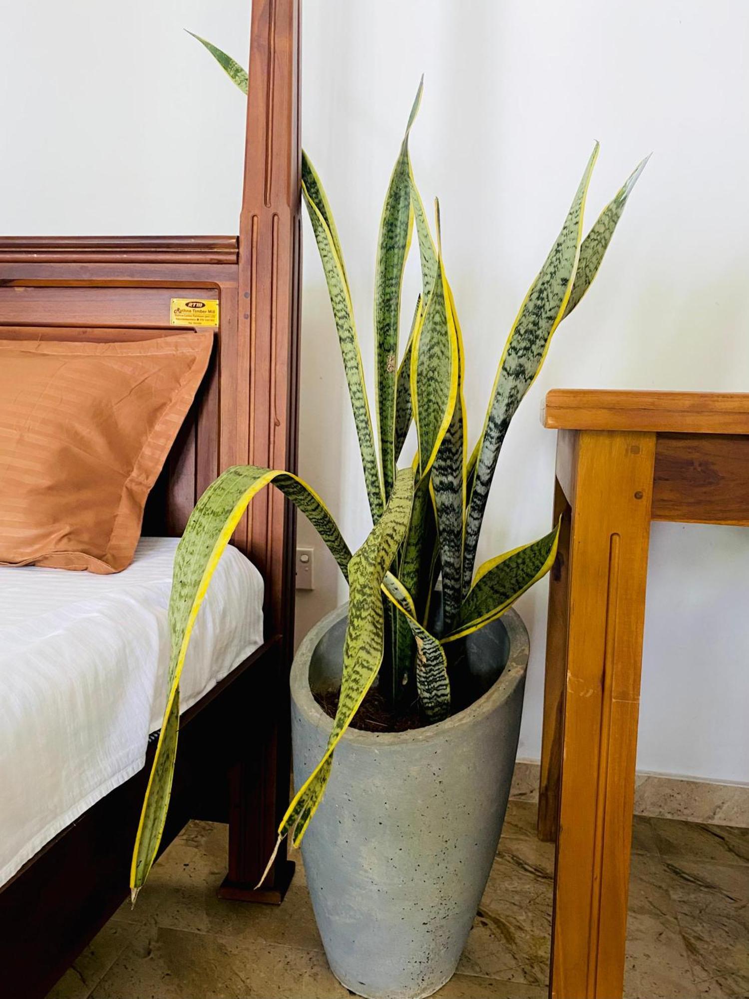 Sasmika Villa Surf And Yoga Hostel Weligama Bagian luar foto